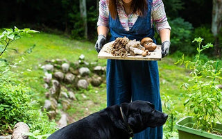 The Autumn Harvest for Your Hair: Discovering the Power of Mushrooms for Healthy Scalp Care